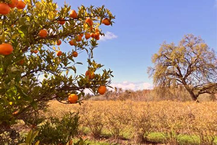 escort Orange Farm
