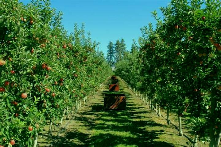 escort Orchards