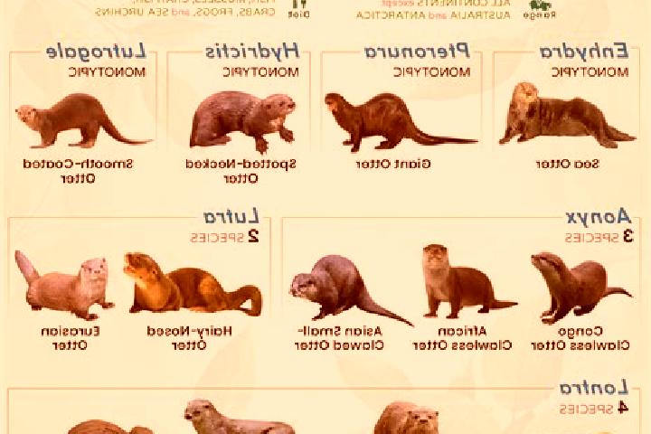 escort Otter
