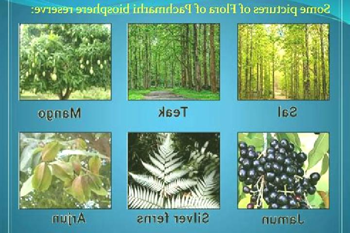 escort Pachmarhi