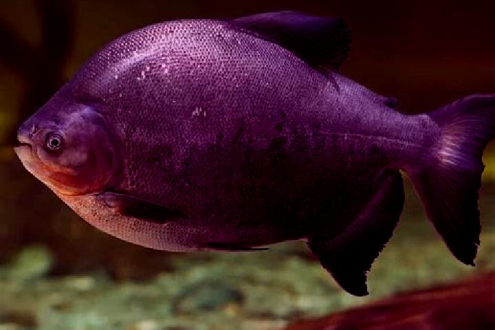 escort Pacu