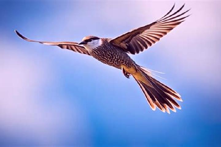 escort Pajaro