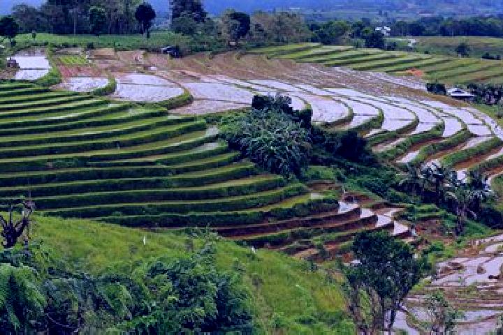 escort Palampas