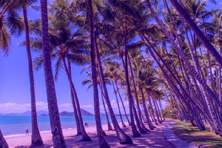 escort Palm Cove
