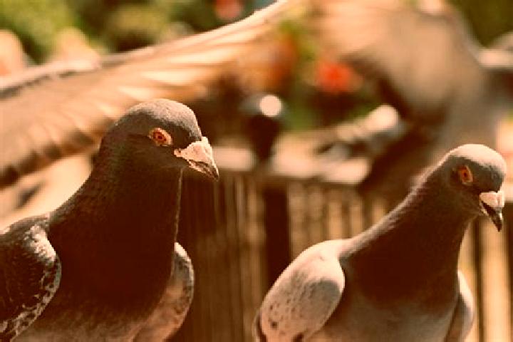 escort Palomas