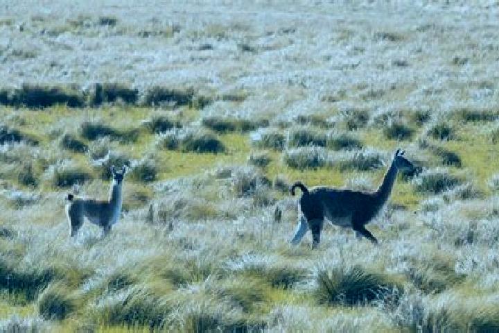 escort Pampa de los Guanacos