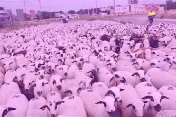 escort Paso de Ovejas