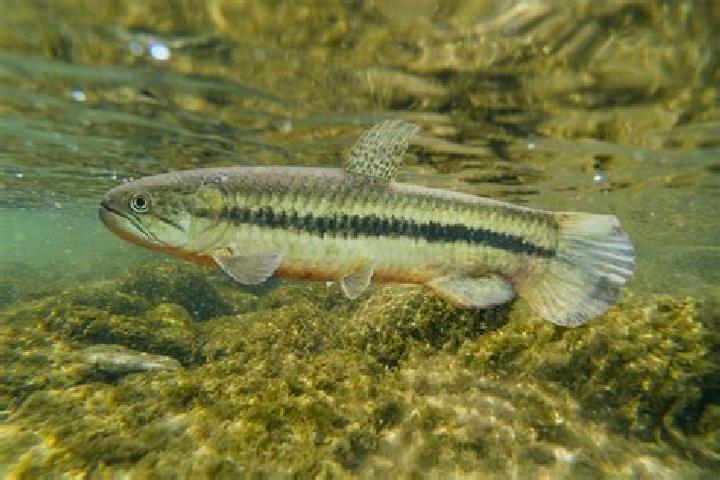 escort Peixe