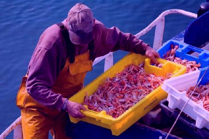 escort Pesca