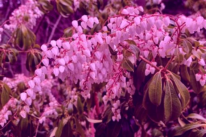 escort Pieris