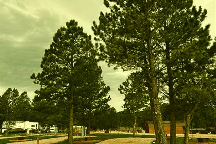 escort Pine Haven