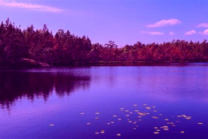 escort Pine Lake