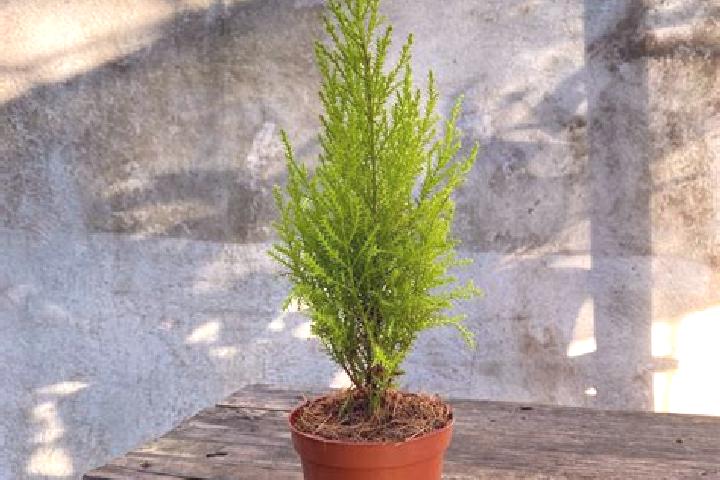 escort Plan de Limon