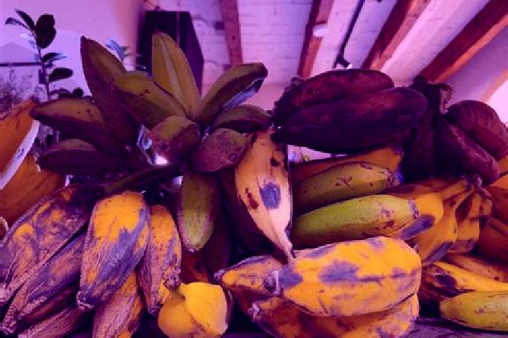 escort Platanos