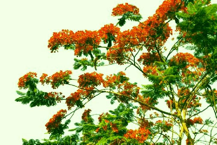 escort Poinciana