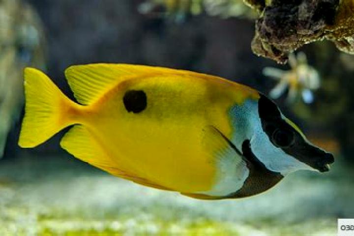 escort Poisson