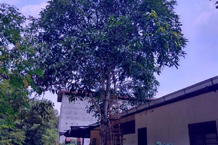 escort Pokok Sena