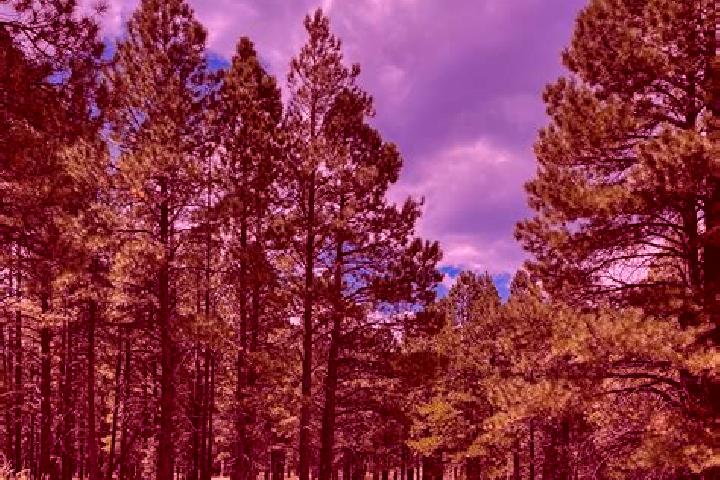 escort Ponderosa Pine