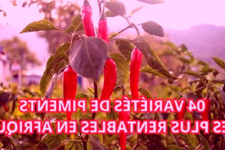 escort Port-a-Piment