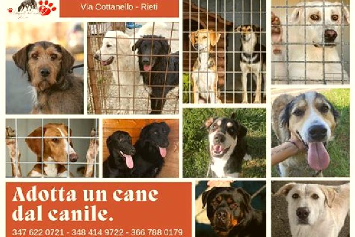 escort Pozzo d Adda