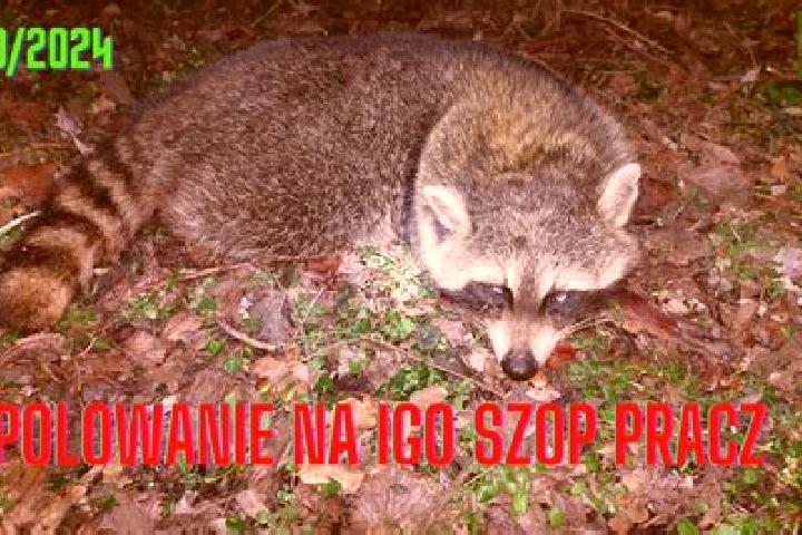 escort Pracze Odrzanskie-Janowek