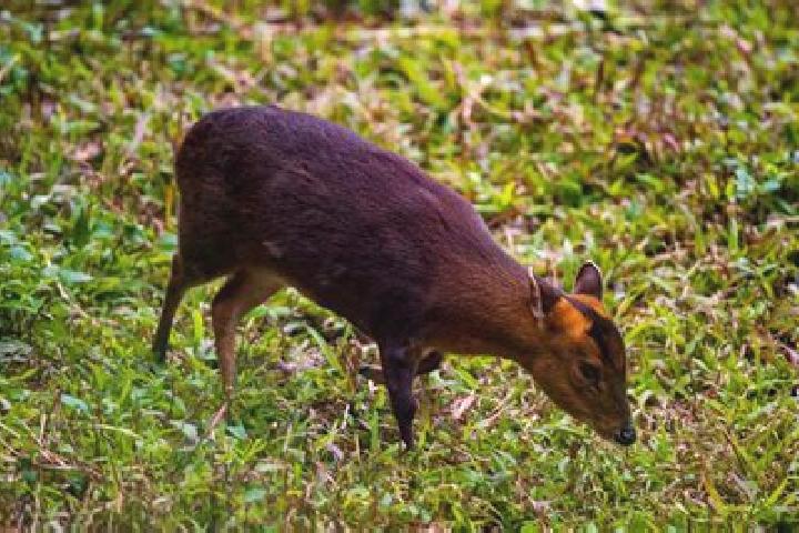 escort Pudu
