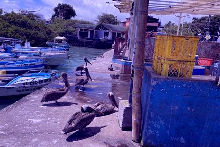 escort Puerto Ayora