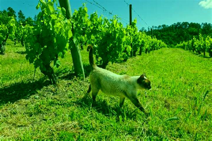 escort Quinta do Gato