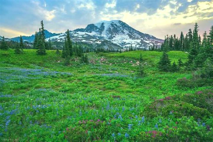 escort Rainier