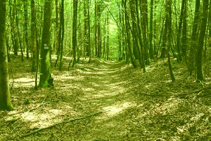 escort Raon-aux-Bois