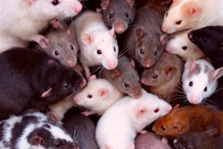 escort Ratten