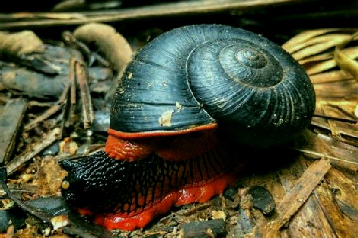 escort Raya Caracol