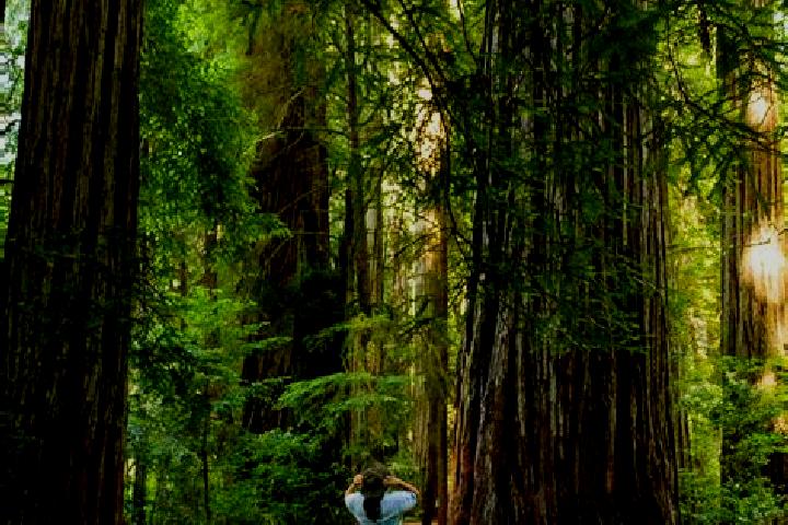 escort Redwood Park