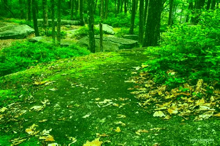 escort Rock Forest