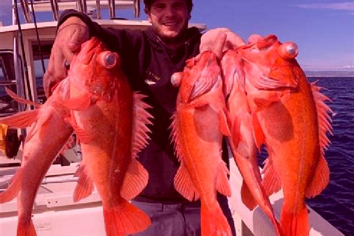 escort Rockfish
