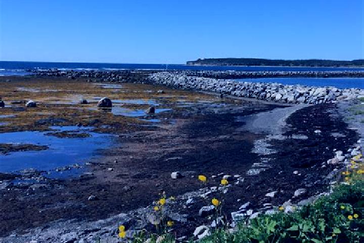 escort Rocky Harbour