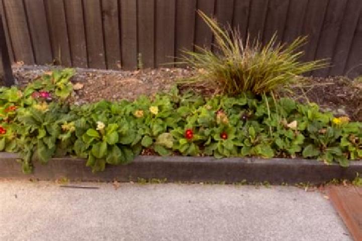 escort Rolleston