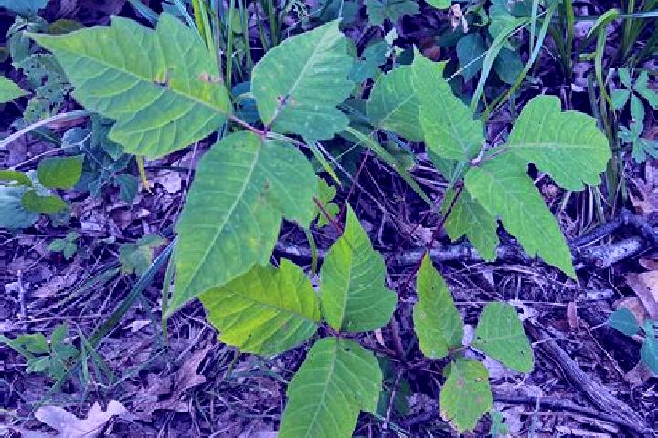 escort Root