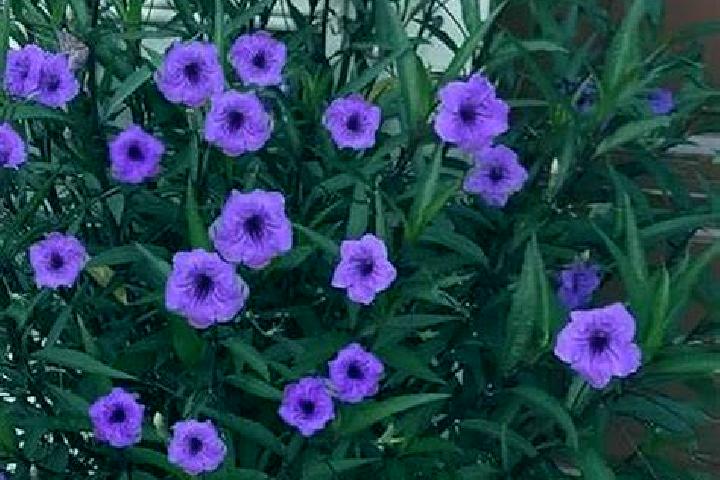 escort Rosa Morada