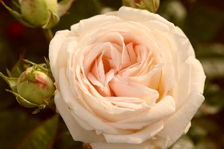 escort Rose Valley