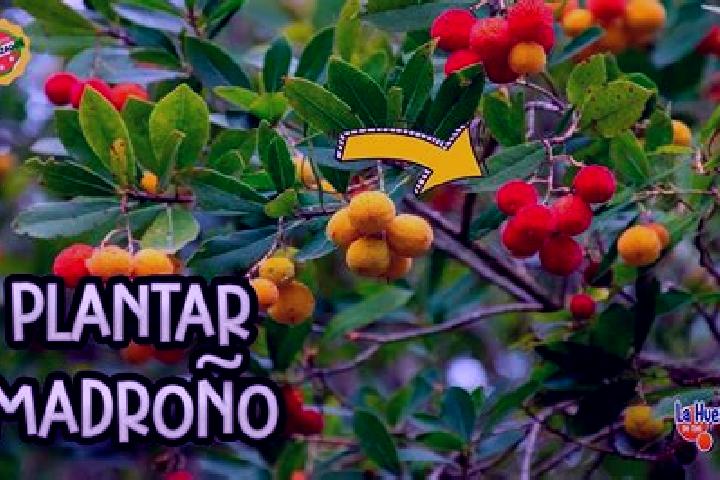 escort Sabana del Madrono (El Madrono)