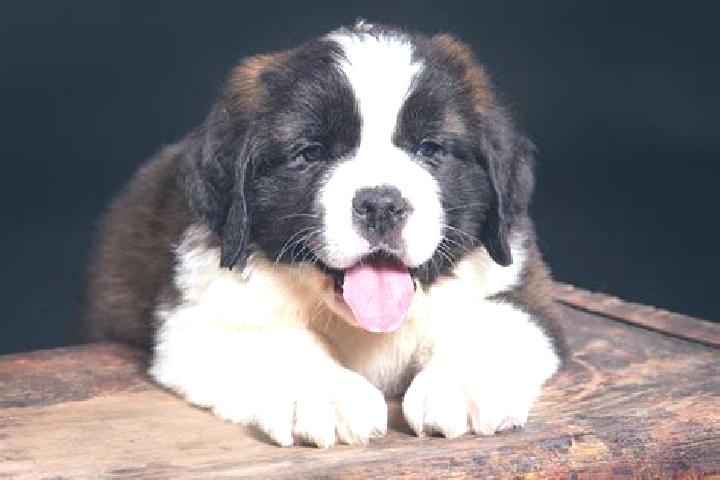 escort Saint Bernard