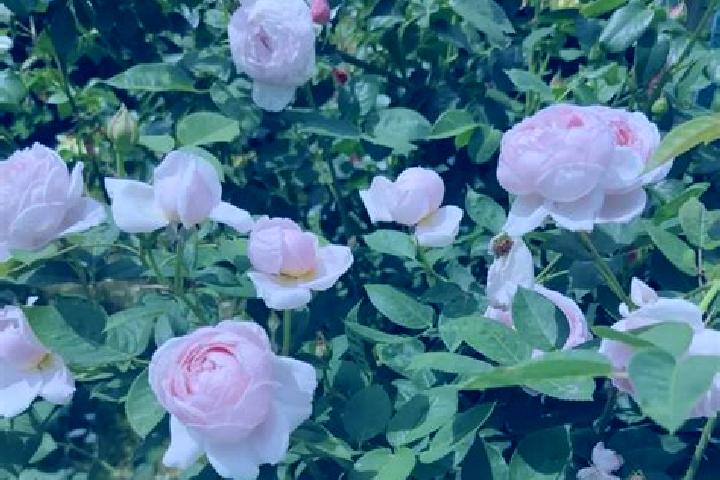 escort Saint Rose