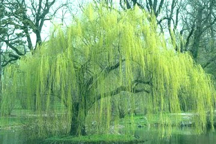escort Salix