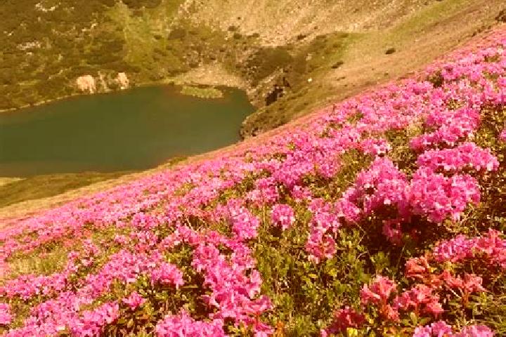 escort Sannicolau de Munte