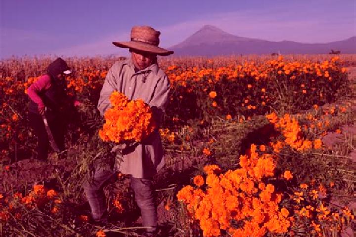 escort Santa Cruz Zenzontepec