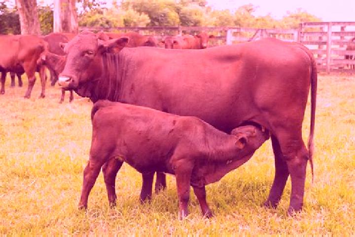 escort Santa Gertrudis