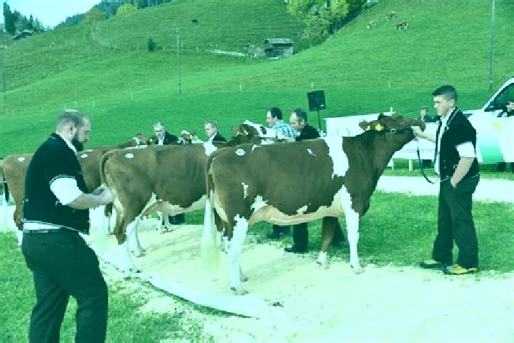 escort Schangnau