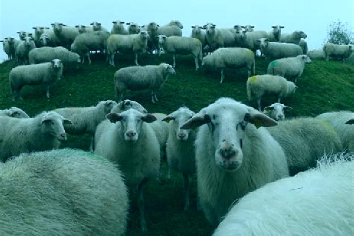 escort Schapen