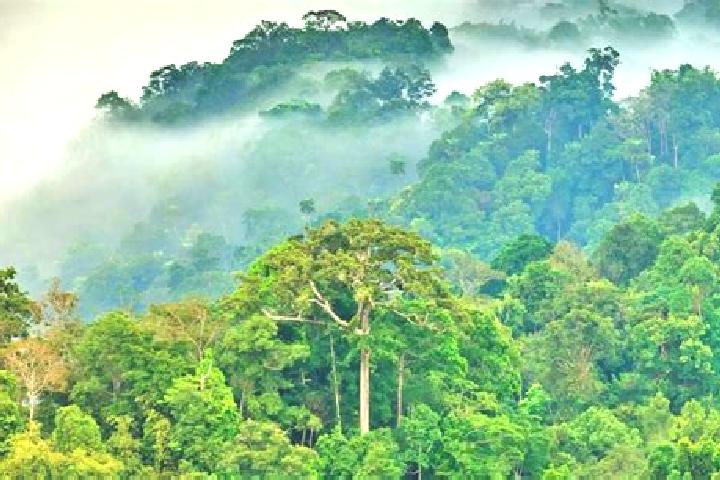 escort Selva